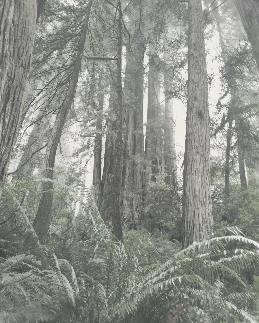 Fog among coast redwood trunks